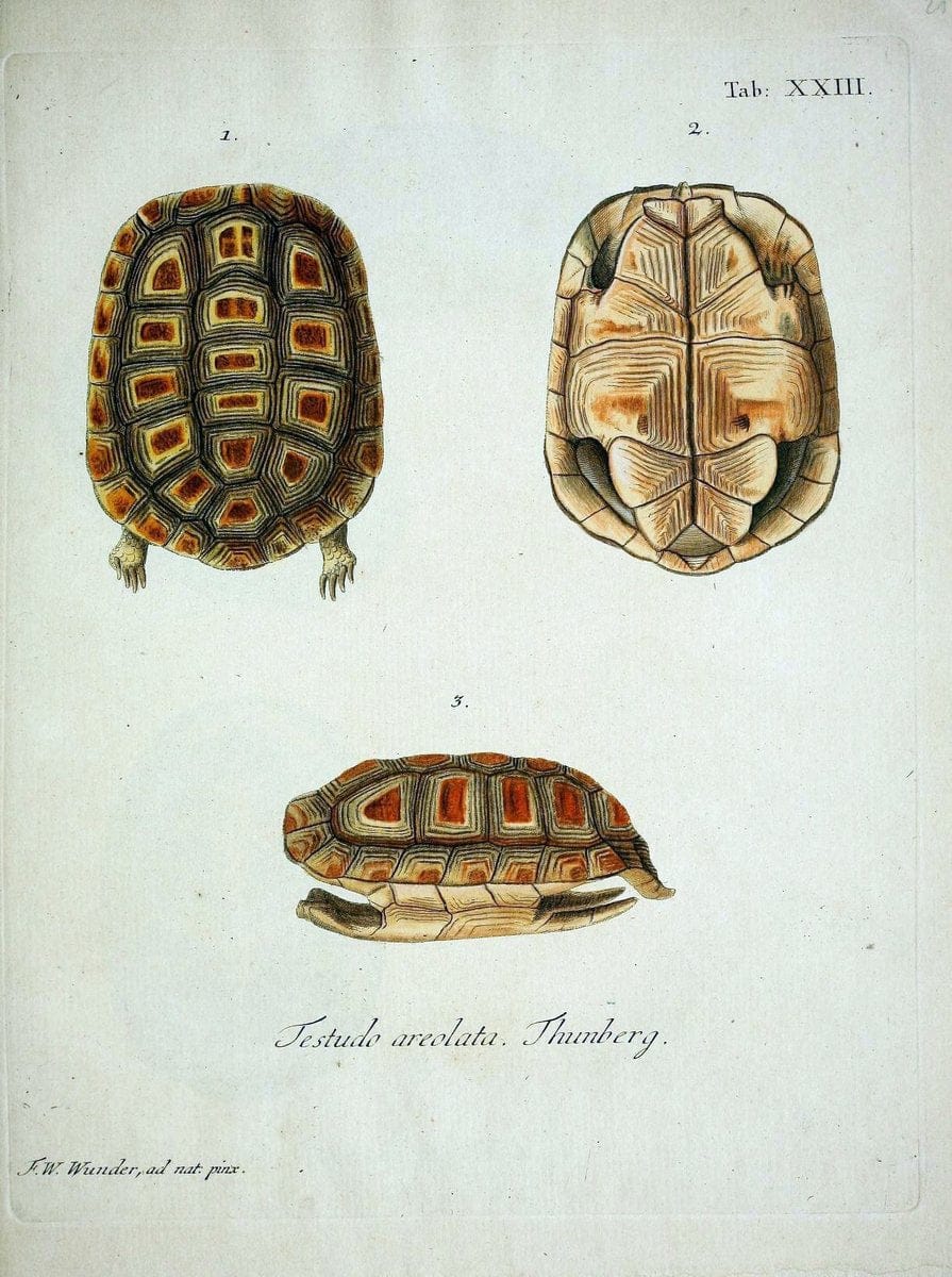 D. Johann David SchÃ¶pfs kÃ¶nigl. Preuss. hofraths  Naturgeschichte der SchildkrÃ¶ten :.Erlangen :Bey Johann Jakob Palm,1792[-1801]. |  | Vintage Print Reproduction 465640