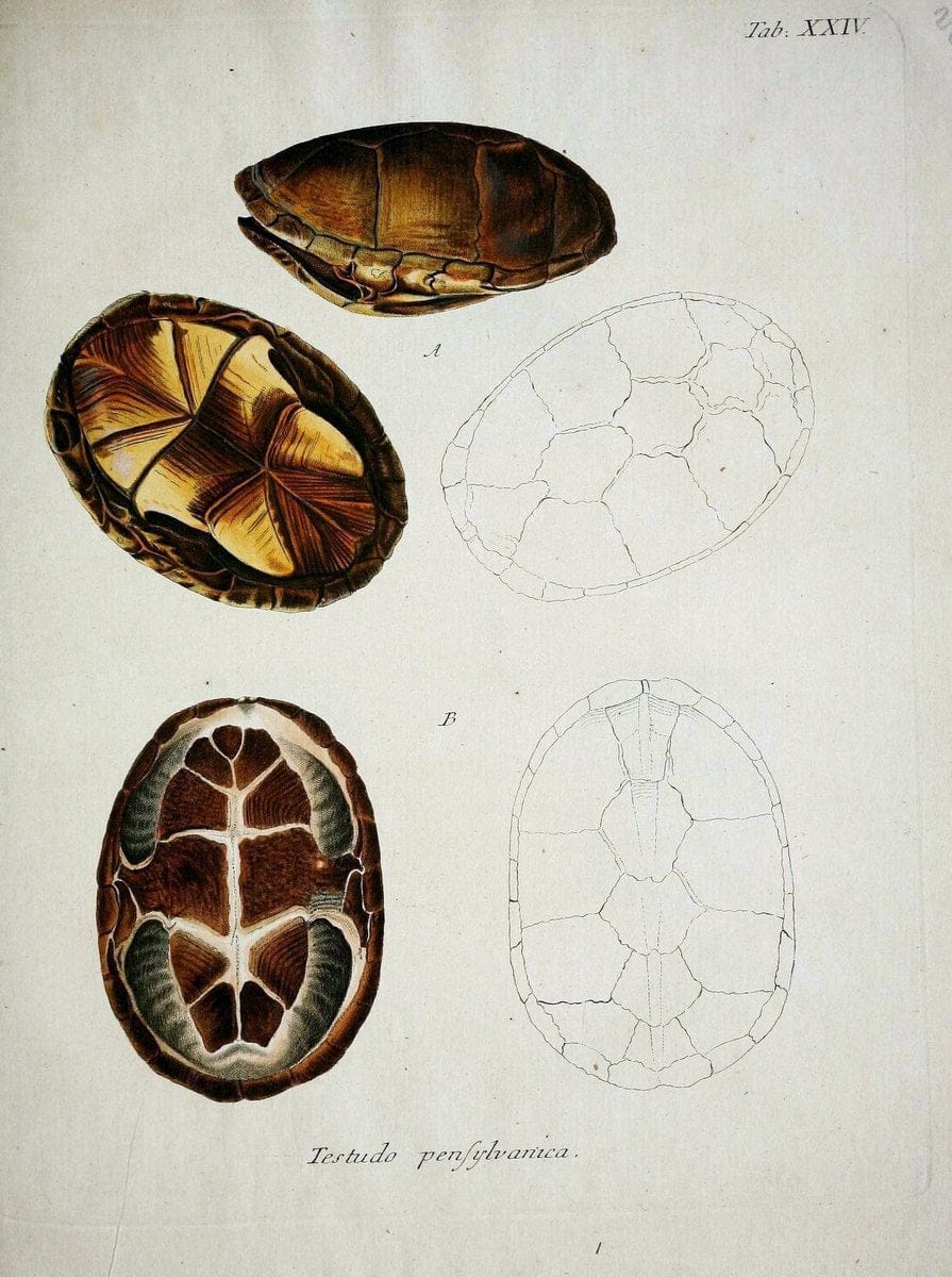 D. Johann David SchÃ¶pfs kÃ¶nigl. Preuss. hofraths  Naturgeschichte der SchildkrÃ¶ten :.Erlangen :Bey Johann Jakob Palm,1792[-1801]. |  | Vintage Print Reproduction 465641