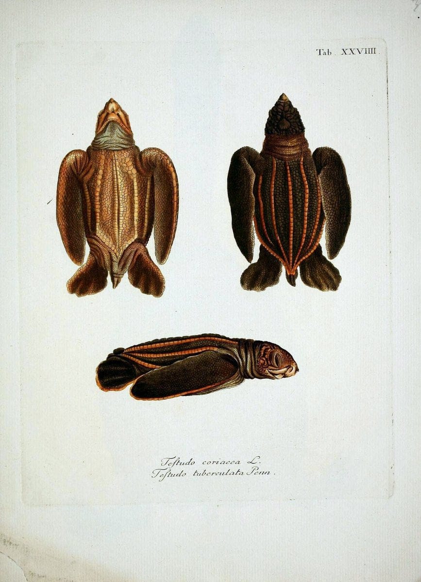 D. Johann David SchÃ¶pfs kÃ¶nigl. Preuss. hofraths  Naturgeschichte der SchildkrÃ¶ten :.Erlangen :Bey Johann Jakob Palm,1792[-1801]. |  | Vintage Print Reproduction 465646