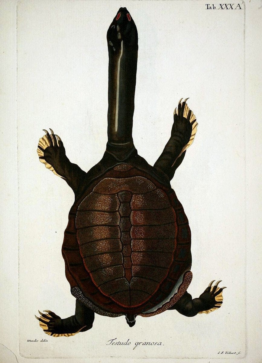 D. Johann David SchÃ¶pfs kÃ¶nigl. Preuss. hofraths  Naturgeschichte der SchildkrÃ¶ten :.Erlangen :Bey Johann Jakob Palm,1792[-1801]. |  | Vintage Print Reproduction 465647