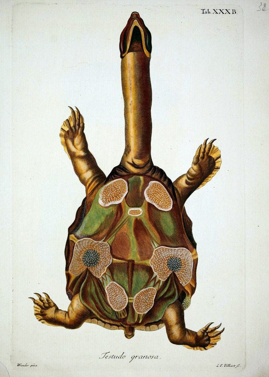 D. Johann David SchÃ¶pfs kÃ¶nigl. Preuss. hofraths  Naturgeschichte der SchildkrÃ¶ten :.Erlangen :Bey Johann Jakob Palm,1792[-1801]. |  | Vintage Print Reproduction 465648
