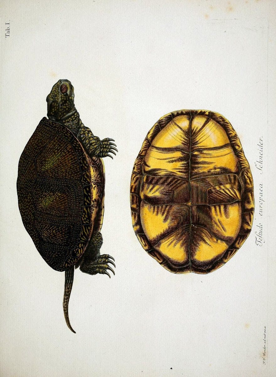 D. Johann David SchÃ¶pfs kÃ¶nigl. Preuss. hofraths  Naturgeschichte der SchildkrÃ¶ten :.Erlangen :Bey Johann Jakob Palm,1792[-1801]. |  | Vintage Print Reproduction 465650