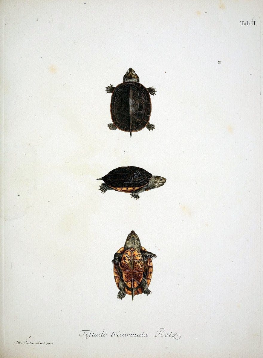 D. Johann David SchÃ¶pfs kÃ¶nigl. Preuss. hofraths  Naturgeschichte der SchildkrÃ¶ten :.Erlangen :Bey Johann Jakob Palm,1792[-1801]. |  | Vintage Print Reproduction 465651