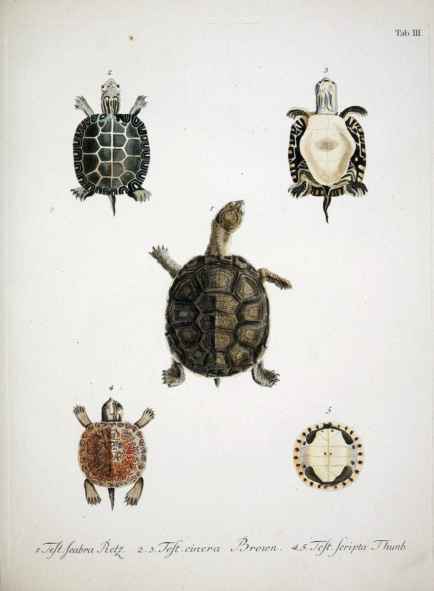 D. Johann David SchÃ¶pfs kÃ¶nigl. Preuss. hofraths  Naturgeschichte der SchildkrÃ¶ten :.Erlangen :Bey Johann Jakob Palm,1792[-1801]. |  | Vintage Print Reproduction 465652