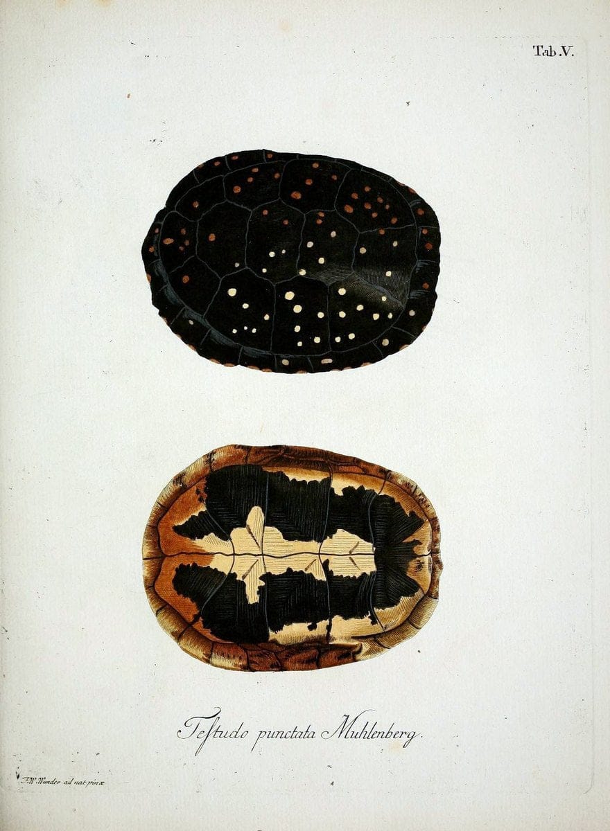 D. Johann David SchÃ¶pfs kÃ¶nigl. Preuss. hofraths  Naturgeschichte der SchildkrÃ¶ten :.Erlangen :Bey Johann Jakob Palm,1792[-1801]. |  | Vintage Print Reproduction 465654