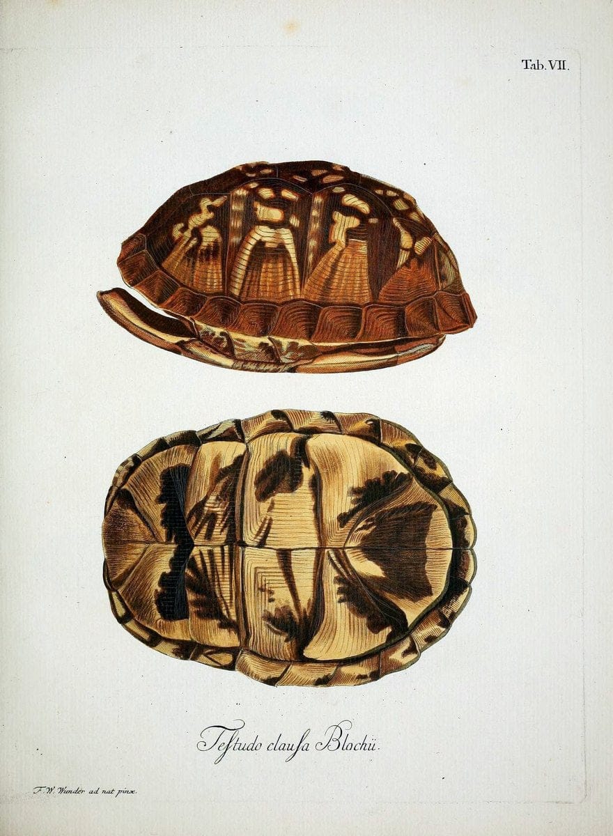 D. Johann David SchÃ¶pfs kÃ¶nigl. Preuss. hofraths  Naturgeschichte der SchildkrÃ¶ten :.Erlangen :Bey Johann Jakob Palm,1792[-1801]. |  | Vintage Print Reproduction 465656