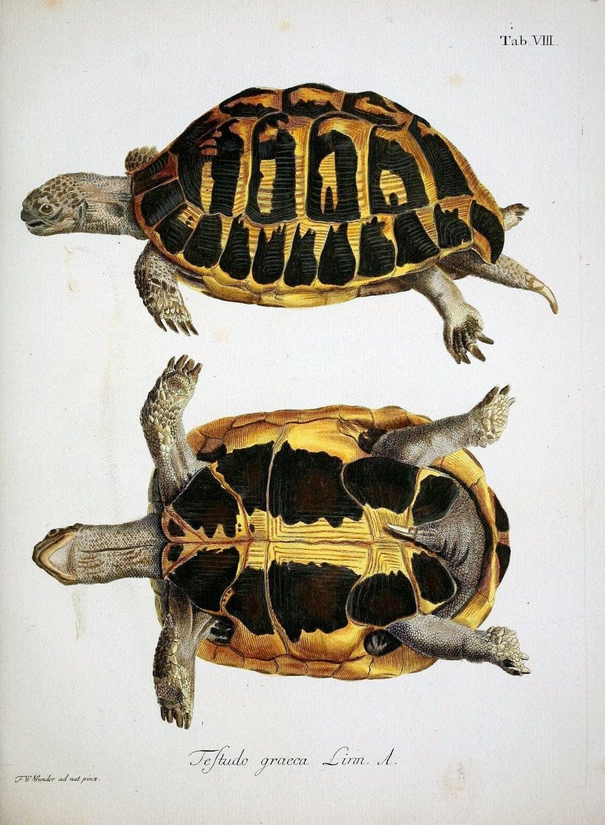 D. Johann David SchÃ¶pfs kÃ¶nigl. Preuss. hofraths  Naturgeschichte der SchildkrÃ¶ten :.Erlangen :Bey Johann Jakob Palm,1792[-1801]. |  | Vintage Print Reproduction 465657