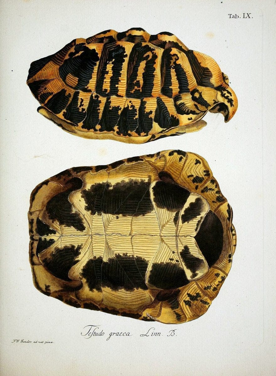 D. Johann David SchÃ¶pfs kÃ¶nigl. Preuss. hofraths  Naturgeschichte der SchildkrÃ¶ten :.Erlangen :Bey Johann Jakob Palm,1792[-1801]. |  | Vintage Print Reproduction 465658