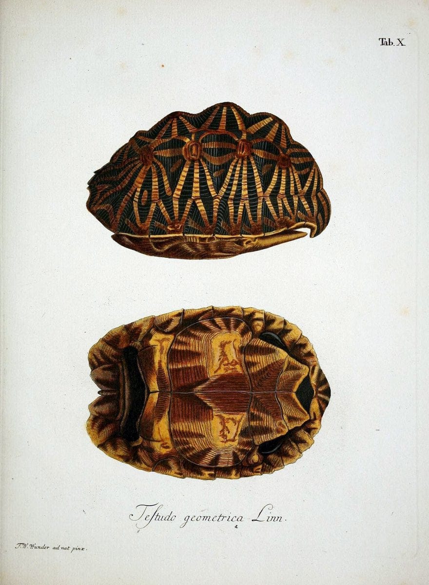 D. Johann David SchÃ¶pfs kÃ¶nigl. Preuss. hofraths  Naturgeschichte der SchildkrÃ¶ten :.Erlangen :Bey Johann Jakob Palm,1792[-1801]. |  | Vintage Print Reproduction 465659