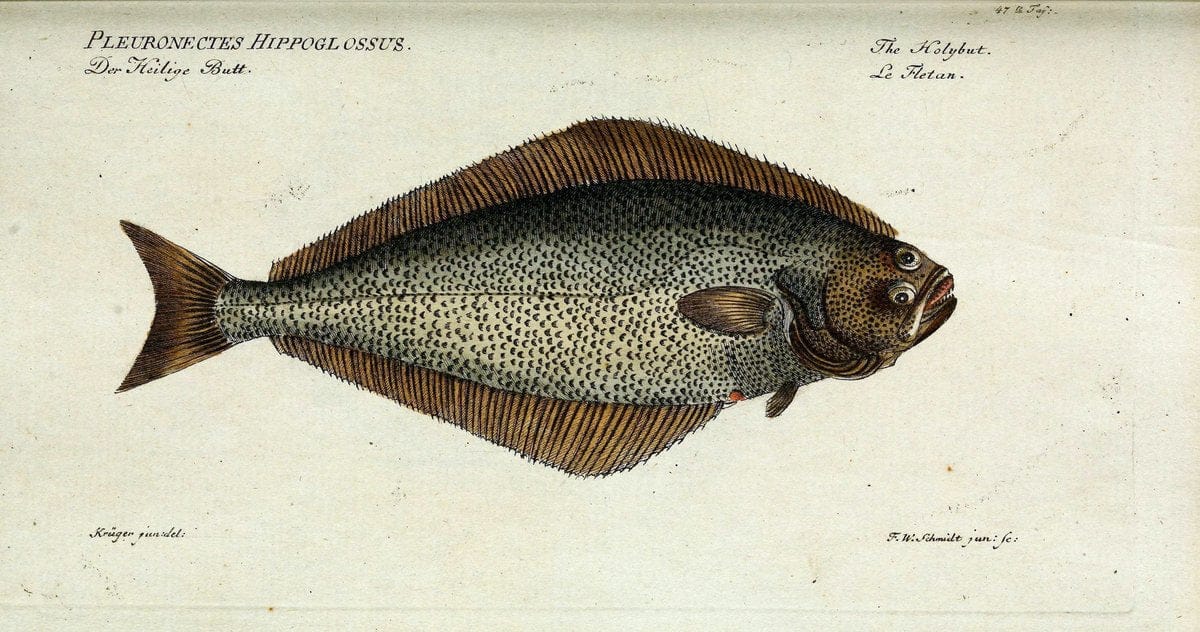 D. Marcus Elieser Bloch's, ausÃ¼benden Arztes zu Berlin. Atlas.Berlin :Auf Kosten des Ve | "Early works to 1800" Fishes Germany Ichthyology "Pictorial works"  | Vintage Print Reproduction 465664