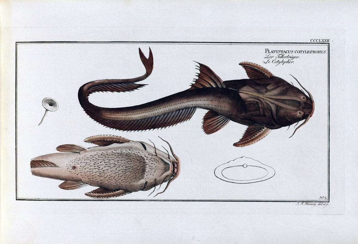 D. Marcus Elieser Bloch's, ausÃ¼benden Arztes zu Berlin .  Oeconomische Naturgeschichte der Fische Deutschlands . .Berlin :Auf Kosten des Verfassers | Vintage Print Reproduction 465667