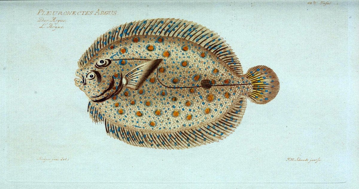 D. Marcus Elieser Bloch's, ausÃ¼benden Arztes zu Berlin. Atlas.Berlin :Auf Kosten des Ve | "Early works to 1800" Fishes Germany Ichthyology "Pictorial works"  | Vintage Print Reproduction 465668