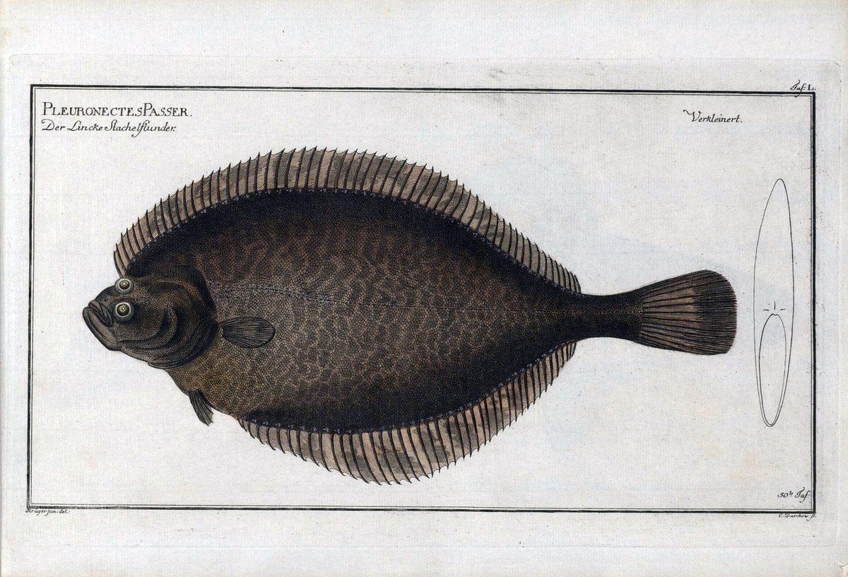 D. Marcus Elieser Bloch's, ausÃ¼benden Arztes zu Berlin .  Oeconomische Naturgeschichte der Fische Deutschlands . .Berlin :Auf Kosten des Verfassers | Vintage Print Reproduction 465673