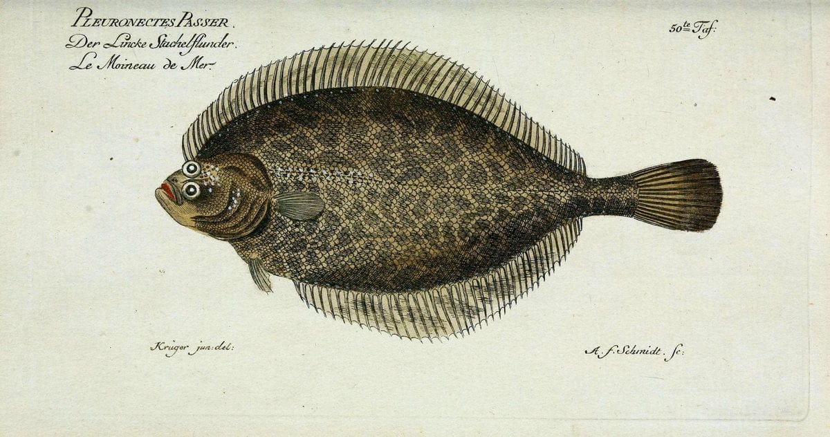 D. Marcus Elieser Bloch's, ausÃ¼benden Arztes zu Berlin. Atlas.Berlin :Auf Kosten des Ve | "Early works to 1800" Fishes Germany Ichthyology "Pictorial works"  | Vintage Print Reproduction 465676