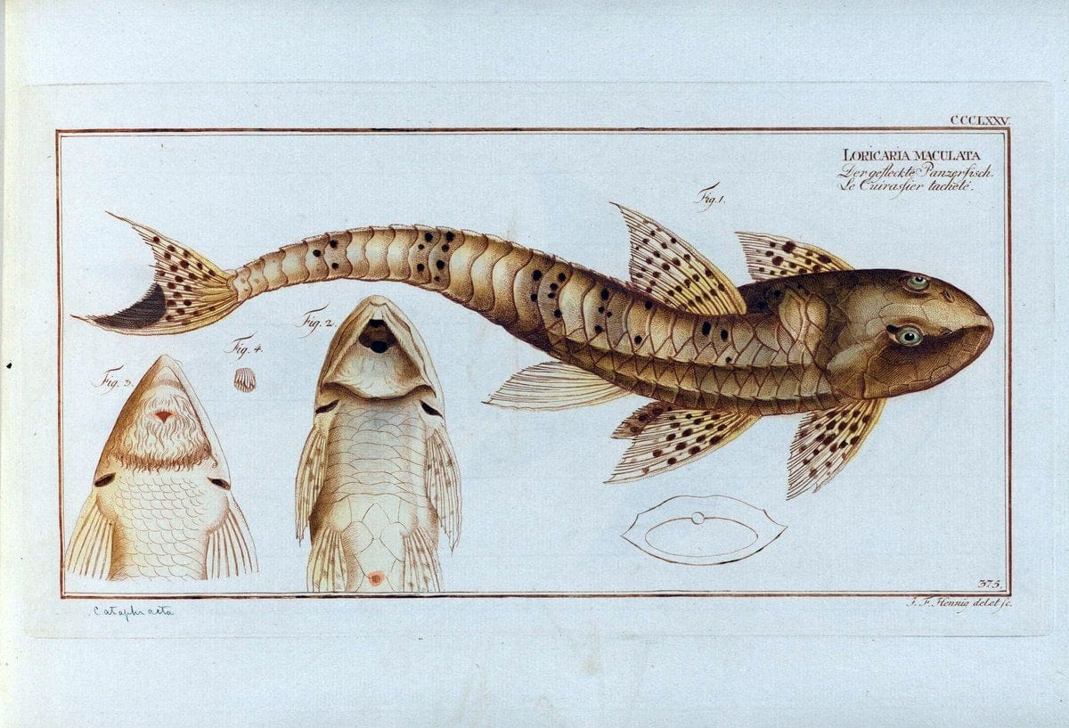 D. Marcus Elieser Bloch's, ausÃ¼benden Arztes zu Berlin .  Oeconomische Naturgeschichte der Fische Deutschlands . .Berlin :Auf Kosten des Verfassers | Vintage Print Reproduction 465677