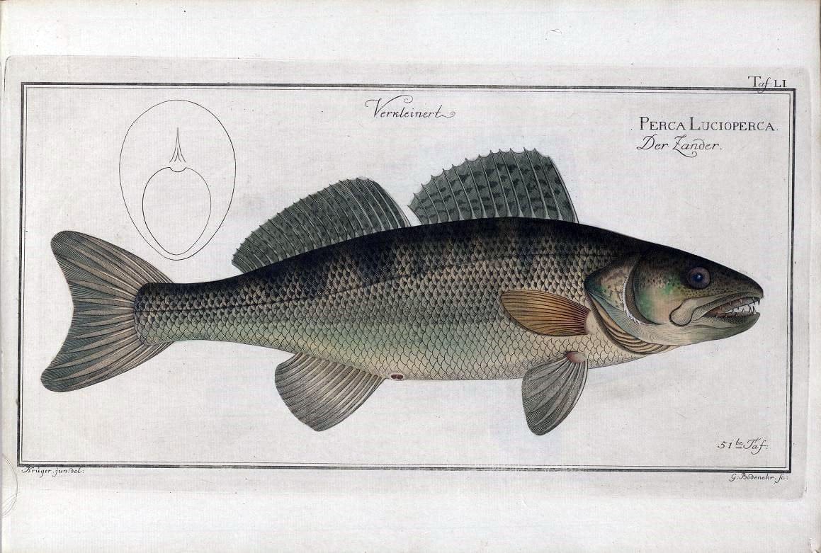 D. Marcus Elieser Bloch's, ausÃ¼benden Arztes zu Berlin .  Oeconomische Naturgeschichte der Fische Deutschlands . .Berlin :Auf Kosten des Verfassers | Vintage Print Reproduction 465678