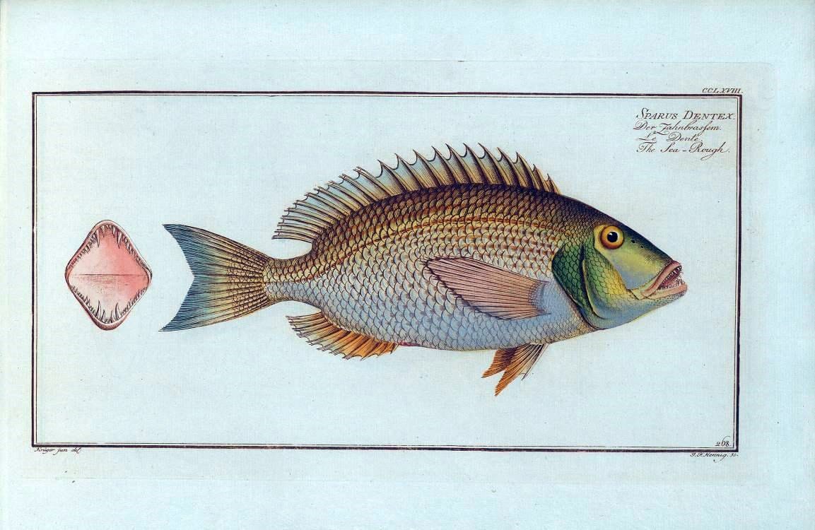 D. Marcus Elieser Bloch's, ausÃ¼benden Arztes zu Berlin .  Oeconomische Naturgeschichte der Fische Deutschlands . .Berlin :Auf Kosten des Verfassers | Vintage Print Reproduction 465679