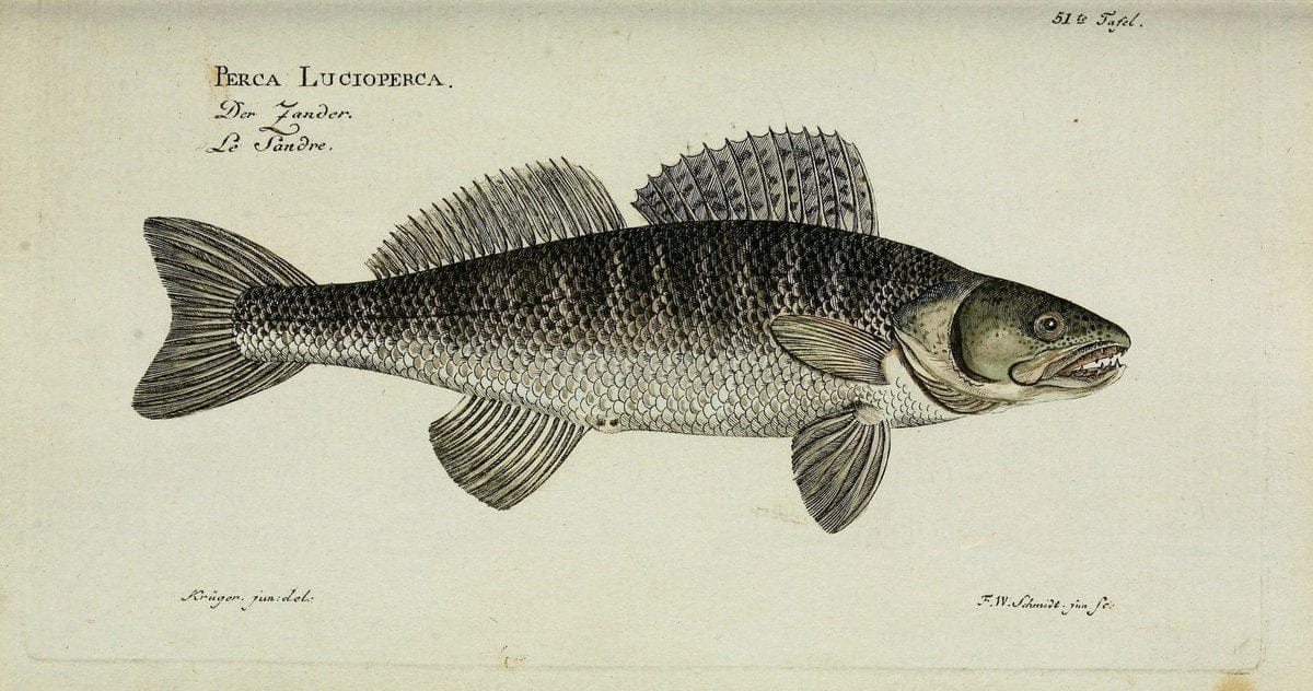 D. Marcus Elieser Bloch's, ausÃ¼benden Arztes zu Berlin. Atlas.Berlin :Auf Kosten des Ve | "Early works to 1800" Fishes Germany Ichthyology "Pictorial works"  | Vintage Print Reproduction 465680