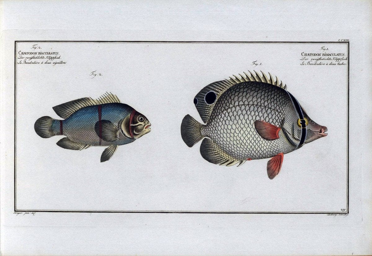 D. Marcus Elieser Bloch's, ausÃ¼benden Arztes zu Berlin .  Oeconomische Naturgeschichte der Fische Deutschlands . .Berlin :Auf Kosten des Verfassers | Vintage Print Reproduction 465681
