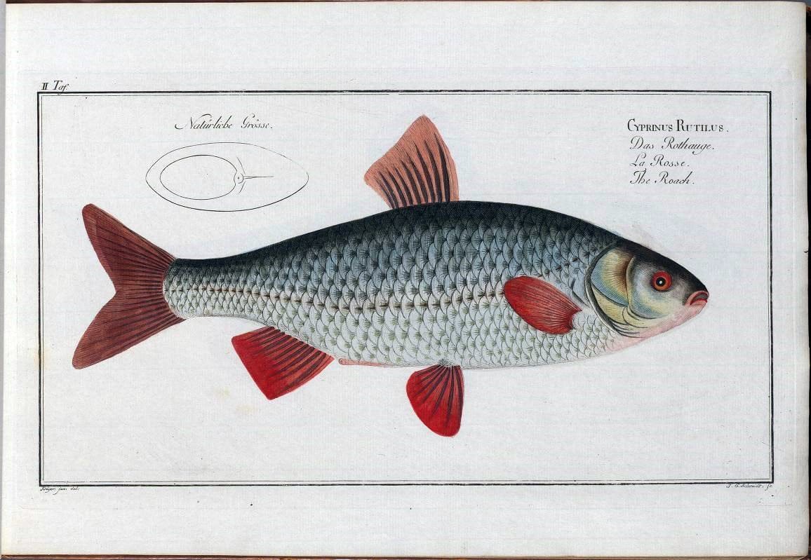 Dragable Image