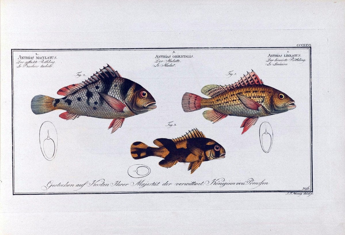 D. Marcus Elieser Bloch's, ausÃ¼benden Arztes zu Berlin .  Oeconomische Naturgeschichte der Fische Deutschlands . .Berlin :Auf Kosten des Verfassers | Vintage Print Reproduction 465683