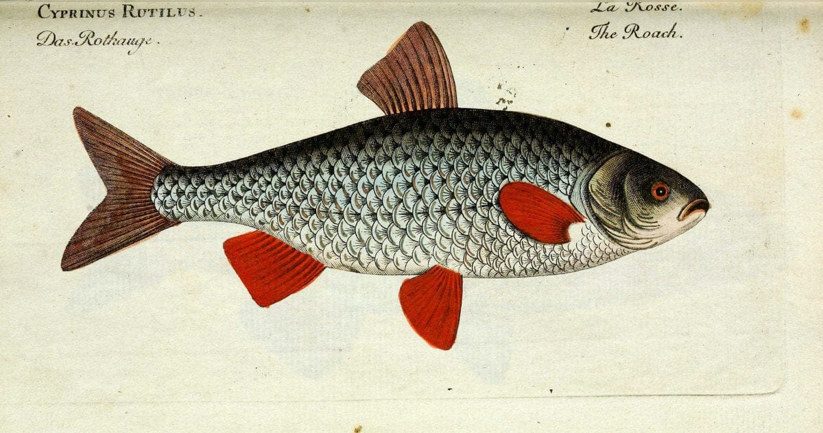 D. Marcus Elieser Bloch's, ausÃ¼benden Arztes zu Berlin. Atlas.Berlin :Auf Kosten des Ve | "Early works to 1800" Fishes Germany Ichthyology "Pictorial works"  | Vintage Print Reproduction 465684