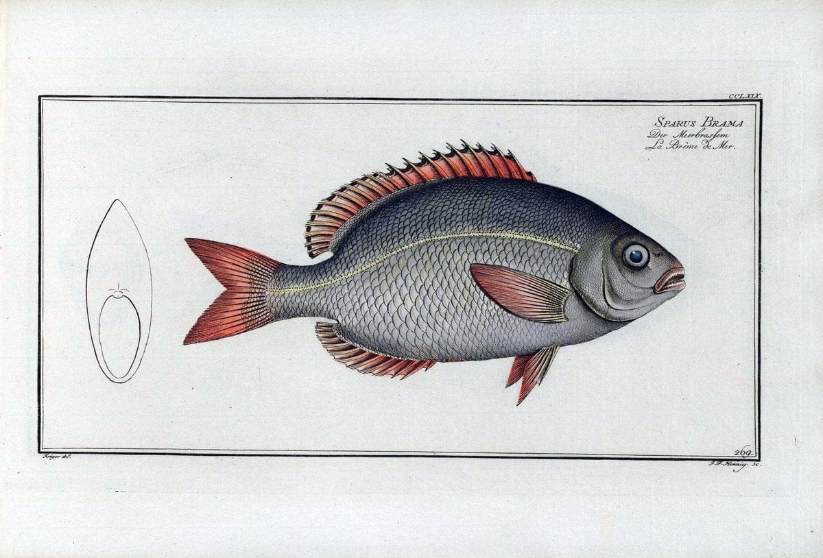 D. Marcus Elieser Bloch's, ausÃ¼benden Arztes zu Berlin .  Oeconomische Naturgeschichte der Fische Deutschlands . .Berlin :Auf Kosten des Verfassers | Vintage Print Reproduction 465685