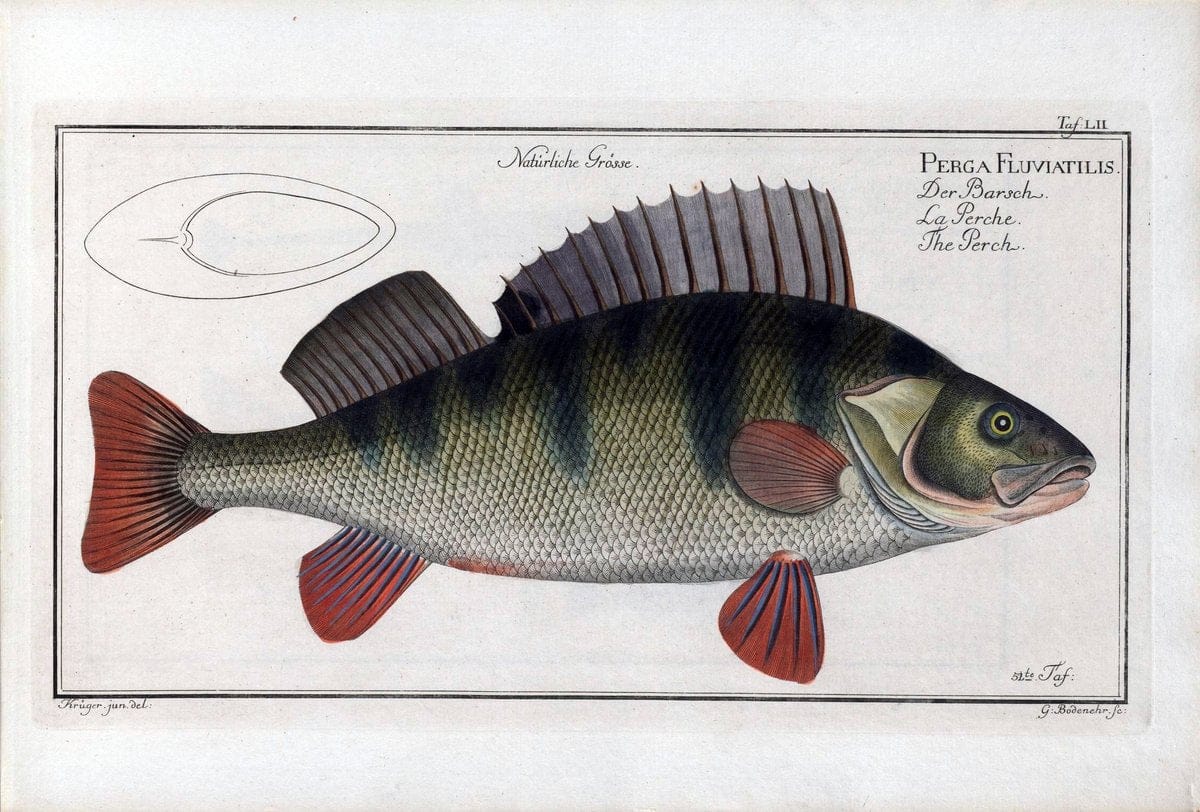 D. Marcus Elieser Bloch's, ausÃ¼benden Arztes zu Berlin .  Oeconomische Naturgeschichte der Fische Deutschlands . .Berlin :Auf Kosten des Verfassers | Vintage Print Reproduction 465686