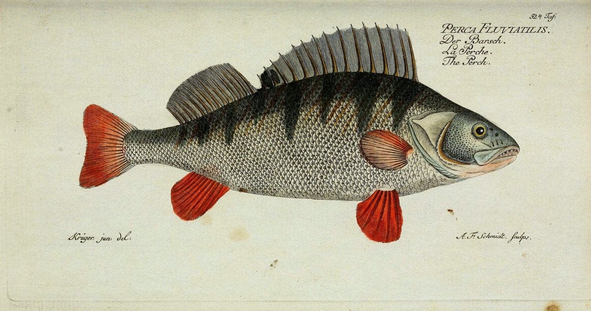 D. Marcus Elieser Bloch's, ausübenden Arztes zu Berlin. Atlas.Berlin :Auf Kosten des Ve | "Early works to 1800" Fishes Germany Ichthyology "Pictorial works"  | Vintage Print Reproduction 465688