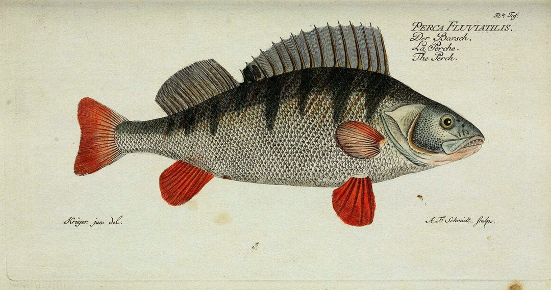 D. Marcus Elieser Bloch's, ausÃ¼benden Arztes zu Berlin. Atlas.Berlin :Auf Kosten des Ve | "Early works to 1800" Fishes Germany Ichthyology "Pictorial works"  | Vintage Print Reproduction 465688