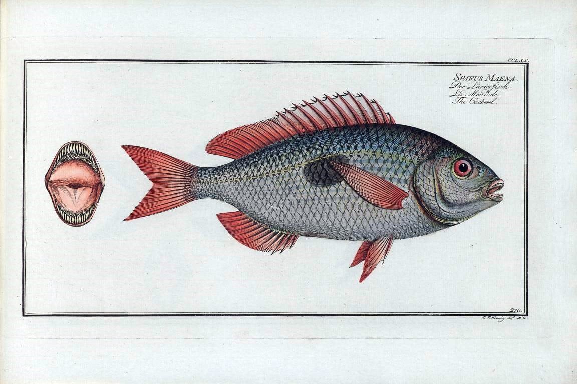 D. Marcus Elieser Bloch's, ausÃ¼benden Arztes zu Berlin .  Oeconomische Naturgeschichte der Fische Deutschlands . .Berlin :Auf Kosten des Verfassers | Vintage Print Reproduction 465689