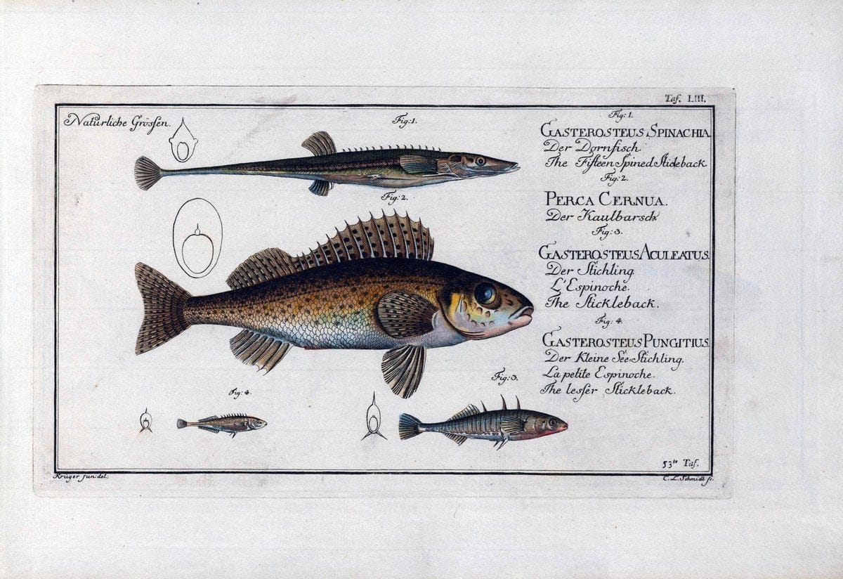 D. Marcus Elieser Bloch's, ausÃ¼benden Arztes zu Berlin .  Oeconomische Naturgeschichte der Fische Deutschlands . .Berlin :Auf Kosten des Verfassers | Vintage Print Reproduction 465690