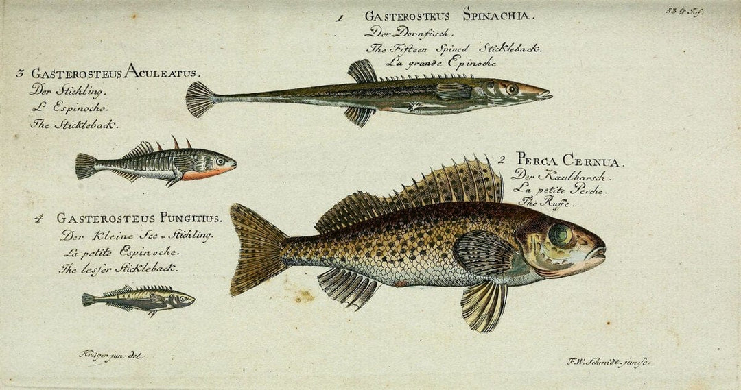 D. Marcus Elieser Bloch's, ausÃ¼benden Arztes zu Berlin. Atlas.Berlin :Auf Kosten des Ve | "Early works to 1800" Fishes Germany Ichthyology "Pictorial works"  | Vintage Print Reproduction 465691