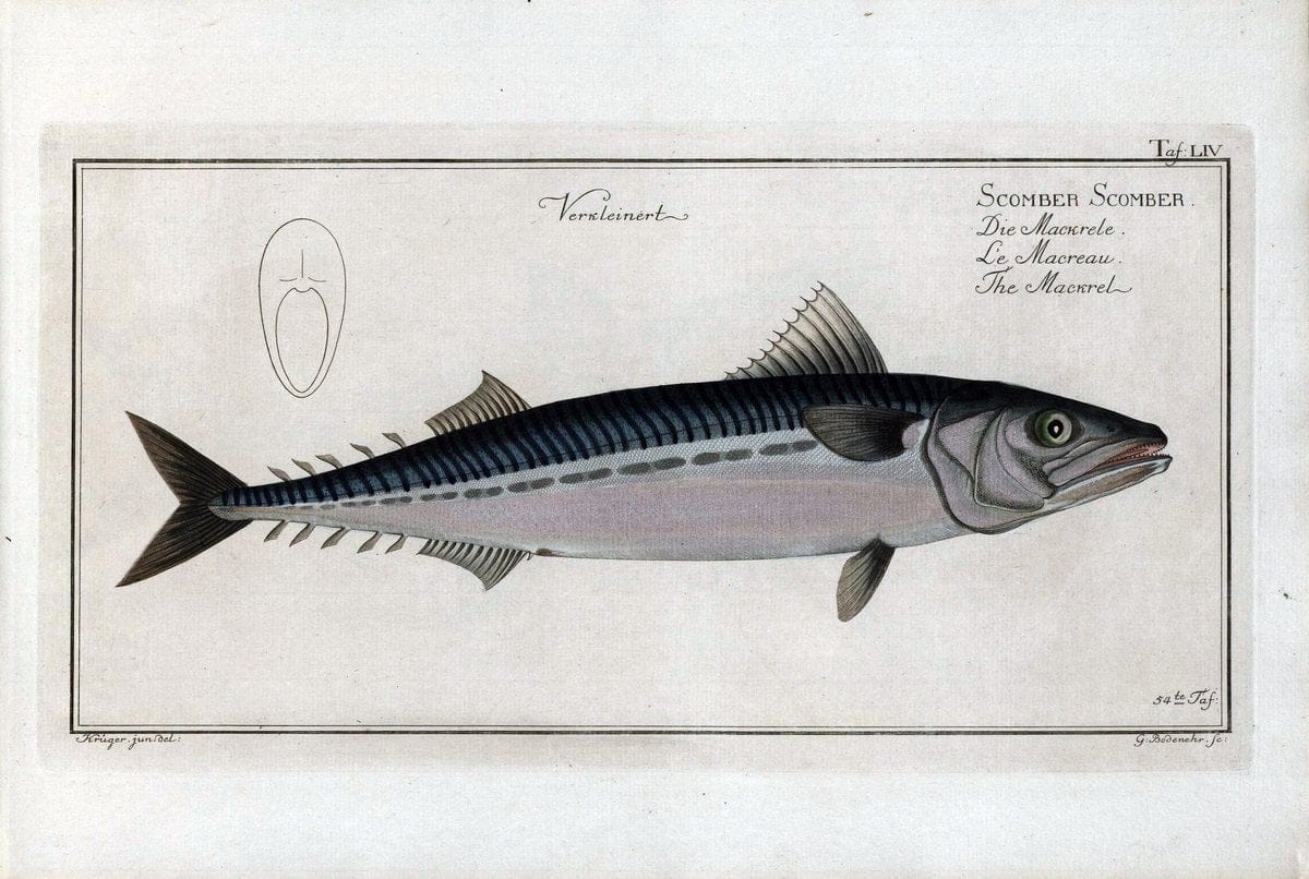 D. Marcus Elieser Bloch's, ausÃ¼benden Arztes zu Berlin .  Oeconomische Naturgeschichte der Fische Deutschlands . .Berlin :Auf Kosten des Verfassers | Vintage Print Reproduction 465692