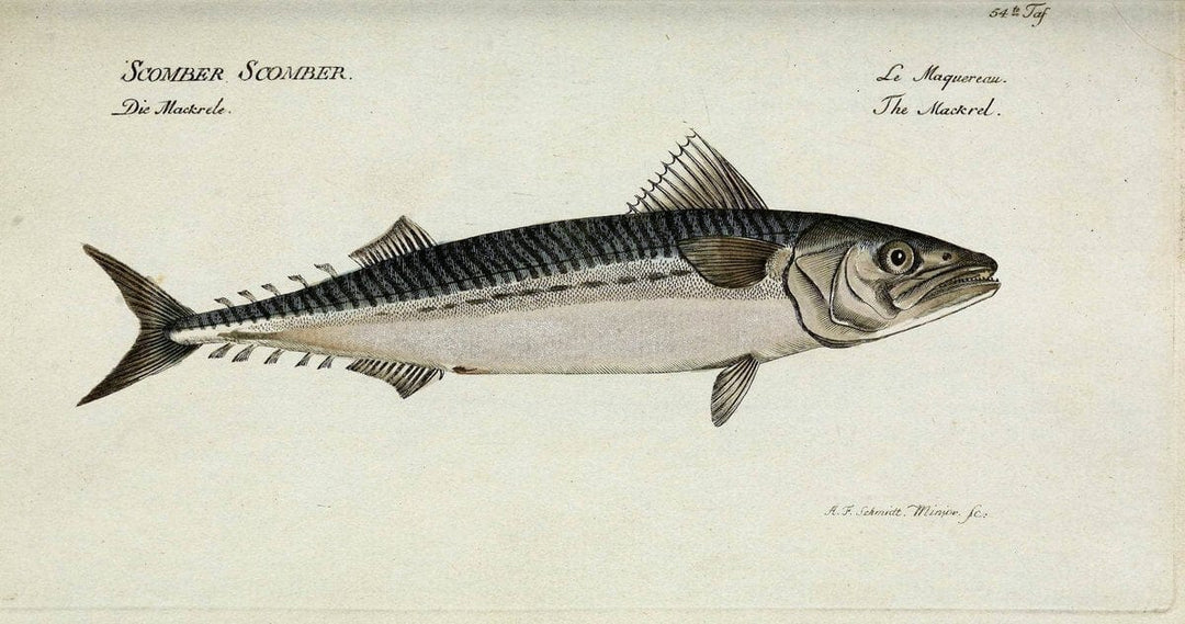 D. Marcus Elieser Bloch's, ausÃ¼benden Arztes zu Berlin. Atlas.Berlin :Auf Kosten des Ve | "Early works to 1800" Fishes Germany Ichthyology "Pictorial works"  | Vintage Print Reproduction 465695