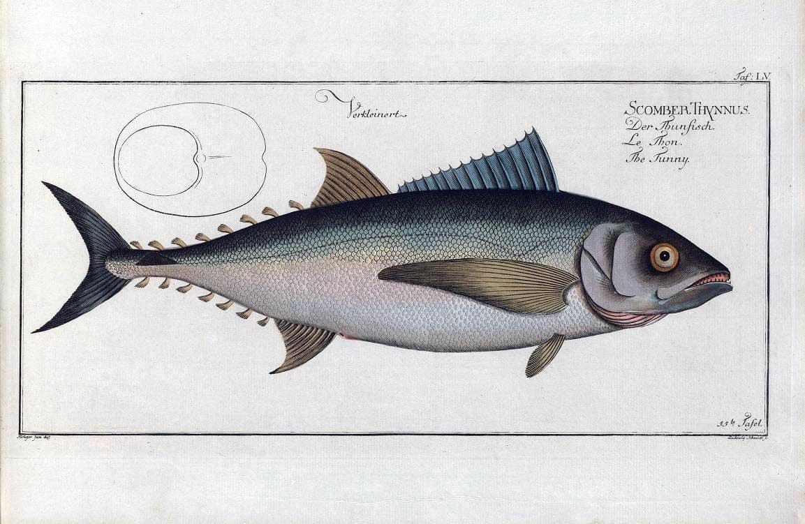 D. Marcus Elieser Bloch's, ausÃ¼benden Arztes zu Berlin .  Oeconomische Naturgeschichte der Fische Deutschlands . .Berlin :Auf Kosten des Verfassers | Vintage Print Reproduction 465696