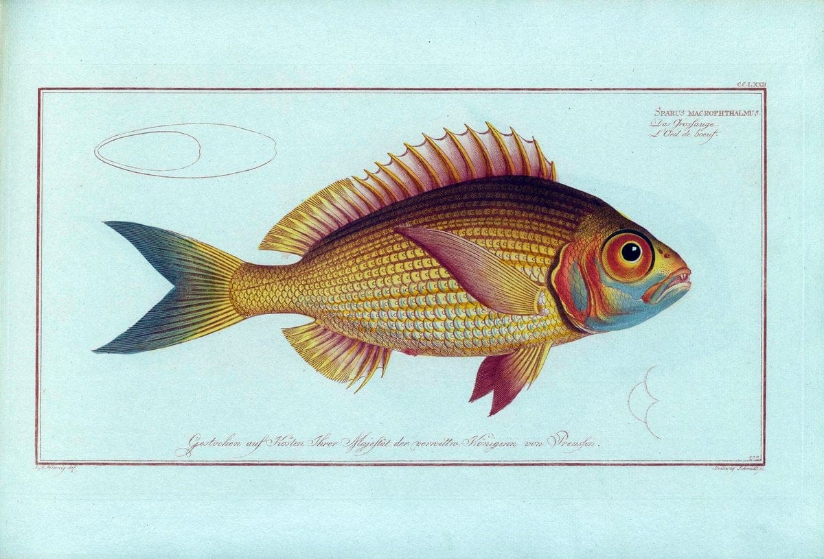 D. Marcus Elieser Bloch's, ausÃ¼benden Arztes zu Berlin .  Oeconomische Naturgeschichte der Fische Deutschlands . .Berlin :Auf Kosten des Verfassers | Vintage Print Reproduction 465697