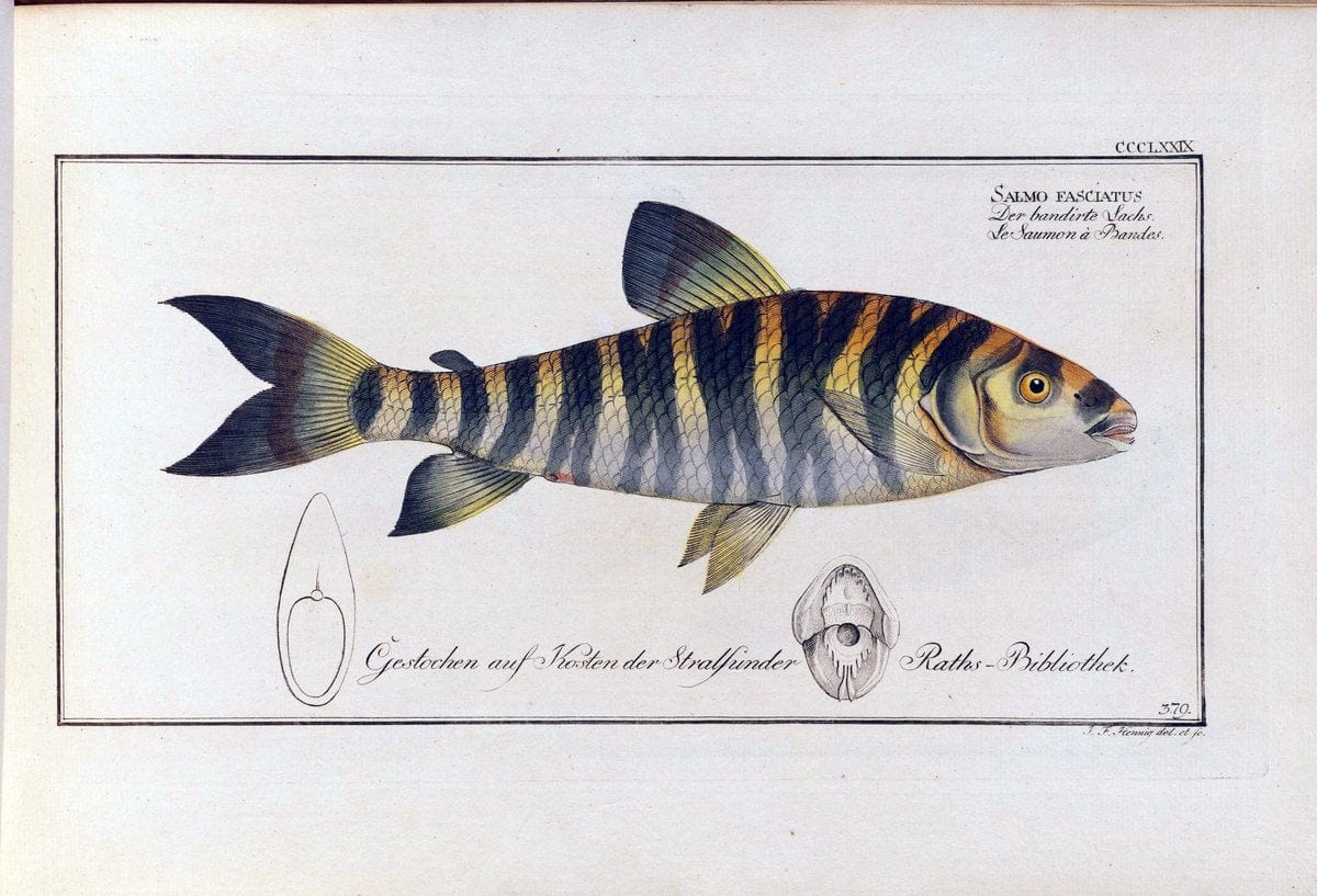 D. Marcus Elieser Bloch's, ausÃ¼benden Arztes zu Berlin .  Oeconomische Naturgeschichte der Fische Deutschlands . .Berlin :Auf Kosten des Verfassers | Vintage Print Reproduction 465698