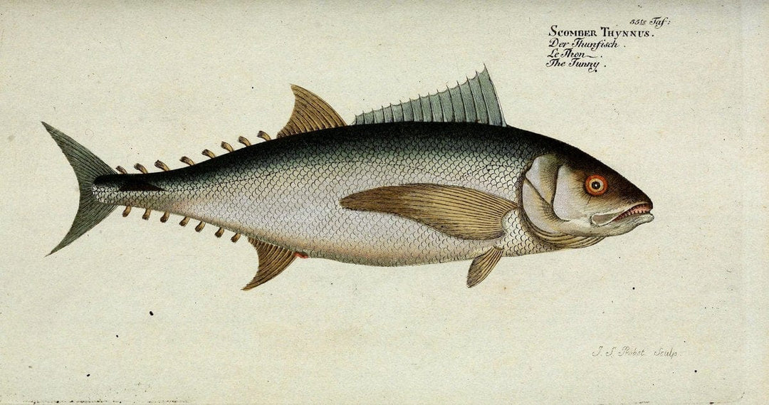 D. Marcus Elieser Bloch's, ausÃ¼benden Arztes zu Berlin. Atlas.Berlin :Auf Kosten des Ve | "Early works to 1800" Fishes Germany Ichthyology "Pictorial works"  | Vintage Print Reproduction 465699