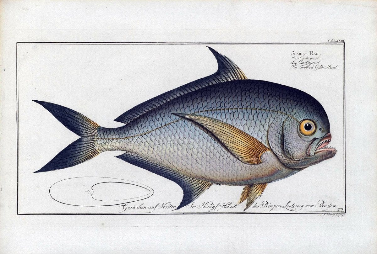D. Marcus Elieser Bloch's, ausÃ¼benden Arztes zu Berlin .  Oeconomische Naturgeschichte der Fische Deutschlands . .Berlin :Auf Kosten des Verfassers | Vintage Print Reproduction 465700