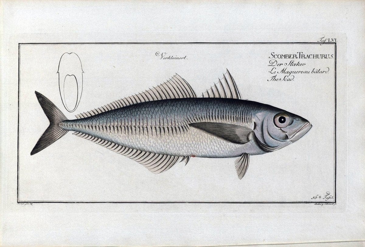 D. Marcus Elieser Bloch's, ausÃ¼benden Arztes zu Berlin .  Oeconomische Naturgeschichte der Fische Deutschlands . .Berlin :Auf Kosten des Verfassers | Vintage Print Reproduction 465701