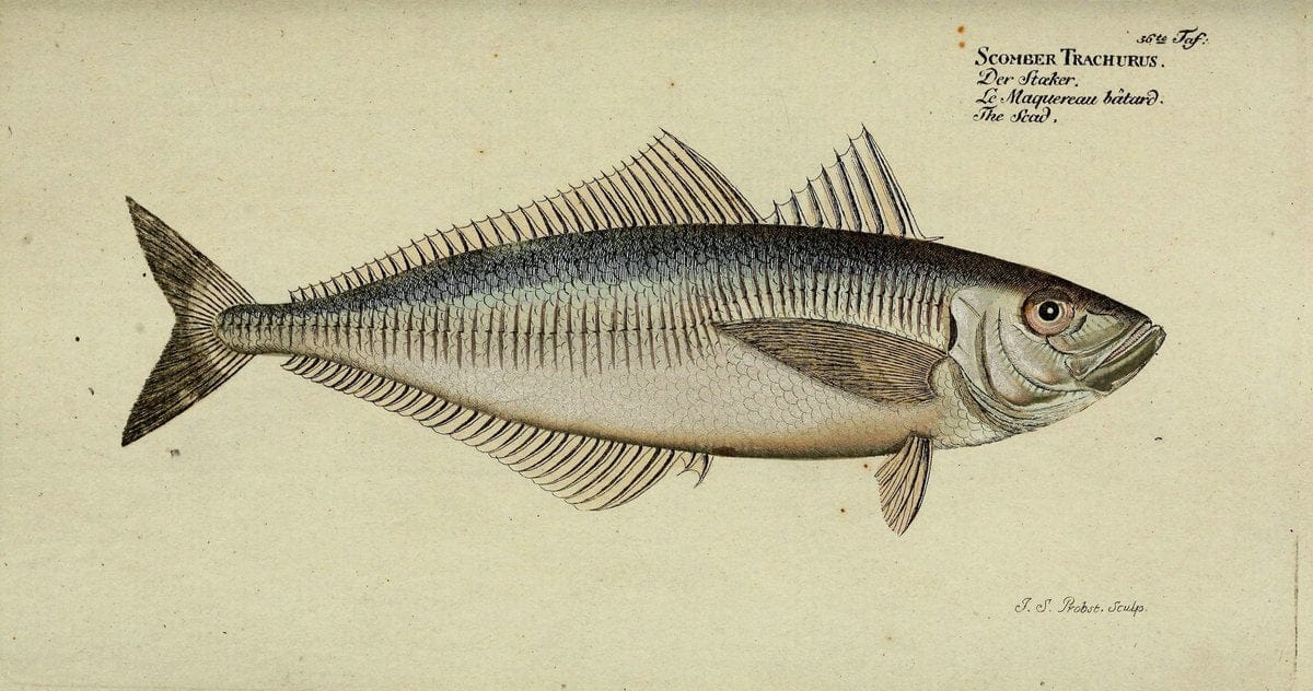 D. Marcus Elieser Bloch's, ausÃ¼benden Arztes zu Berlin. Atlas.Berlin :Auf Kosten des Ve | "Early works to 1800" Fishes Germany Ichthyology "Pictorial works"  | Vintage Print Reproduction 465703