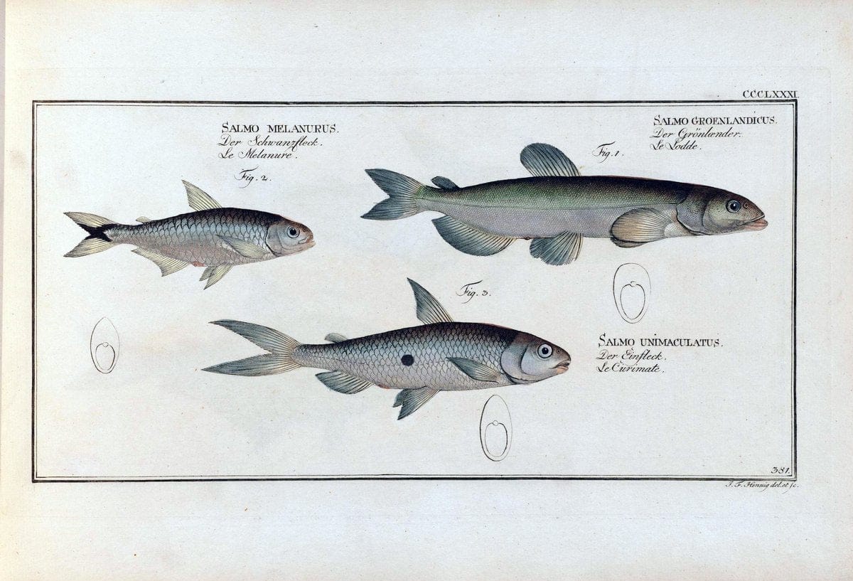 D. Marcus Elieser Bloch's, ausÃ¼benden Arztes zu Berlin .  Oeconomische Naturgeschichte der Fische Deutschlands . .Berlin :Auf Kosten des Verfassers | Vintage Print Reproduction 465705