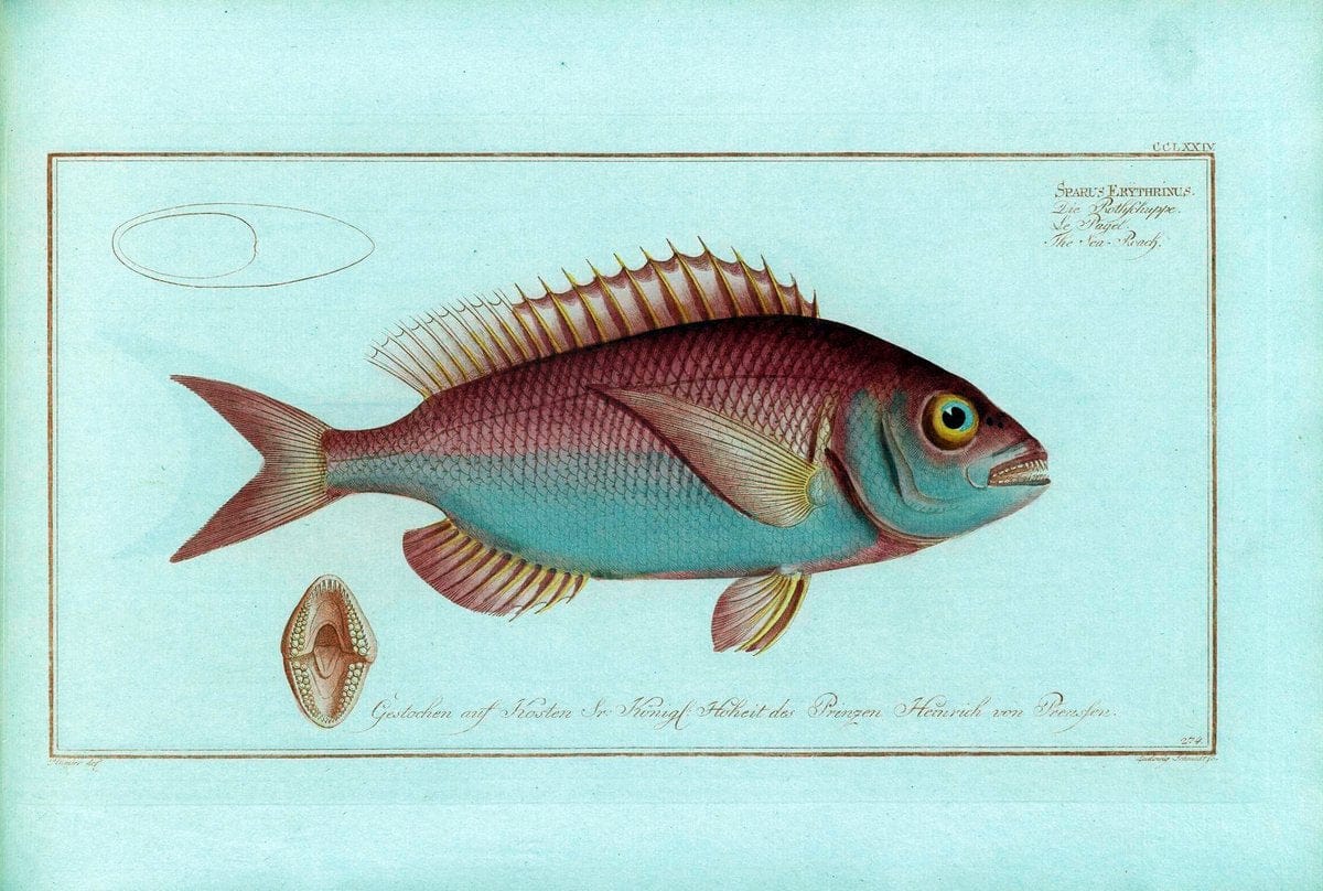 D. Marcus Elieser Bloch's, ausÃ¼benden Arztes zu Berlin .  Oeconomische Naturgeschichte der Fische Deutschlands . .Berlin :Auf Kosten des Verfassers | Vintage Print Reproduction 465706