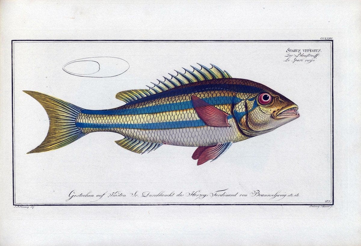 D. Marcus Elieser Bloch's, ausÃ¼benden Arztes zu Berlin .  Oeconomische Naturgeschichte der Fische Deutschlands . .Berlin :Auf Kosten des Verfassers | Vintage Print Reproduction 465710