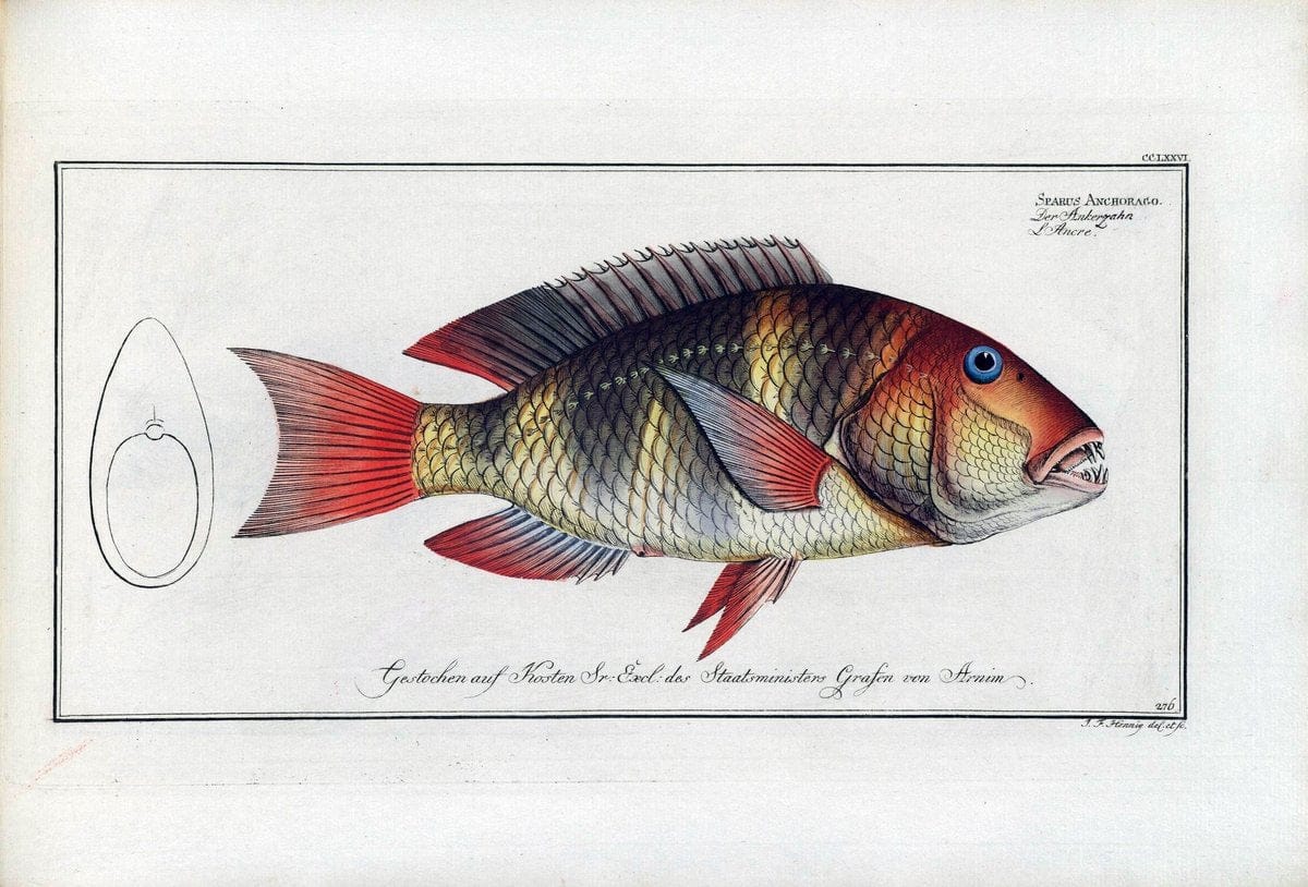 D. Marcus Elieser Bloch's, ausÃ¼benden Arztes zu Berlin .  Oeconomische Naturgeschichte der Fische Deutschlands . .Berlin :Auf Kosten des Verfassers | Vintage Print Reproduction 465712