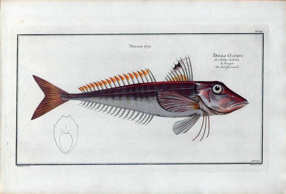 D. Marcus Elieser Bloch's, ausÃ¼benden Arztes zu Berlin .  Oeconomische Naturgeschichte der Fische Deutschlands . .Berlin :Auf Kosten des Verfassers | Vintage Print Reproduction 465713