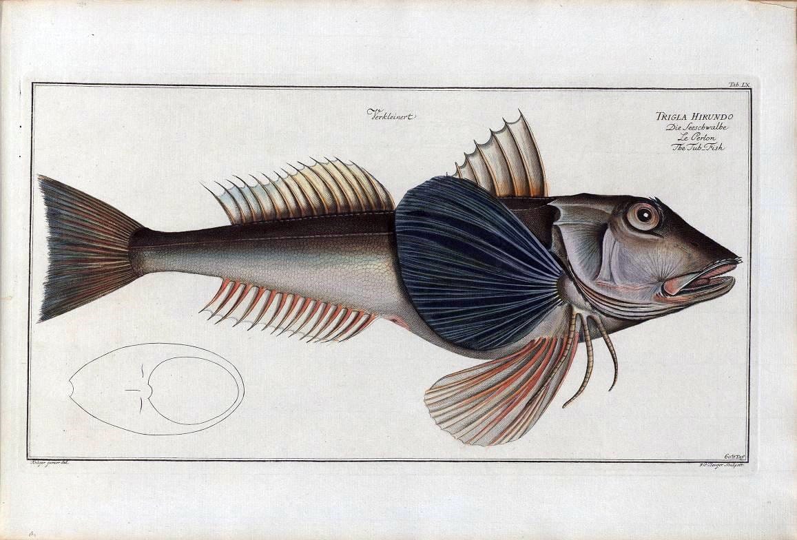 D. Marcus Elieser Bloch's, ausÃ¼benden Arztes zu Berlin .  Oeconomische Naturgeschichte der Fische Deutschlands . .Berlin :Auf Kosten des Verfassers | Vintage Print Reproduction 465716