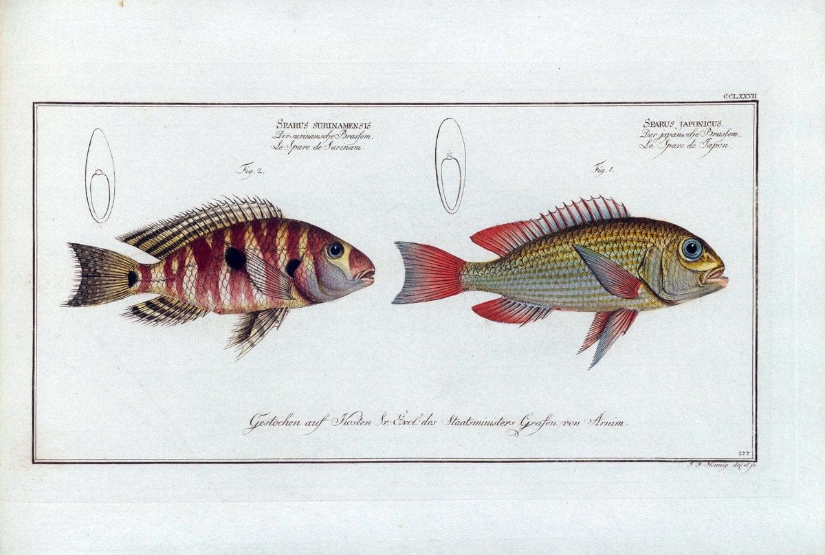 D. Marcus Elieser Bloch's, ausÃ¼benden Arztes zu Berlin .  Oeconomische Naturgeschichte der Fische Deutschlands . .Berlin :Auf Kosten des Verfassers | Vintage Print Reproduction 465717