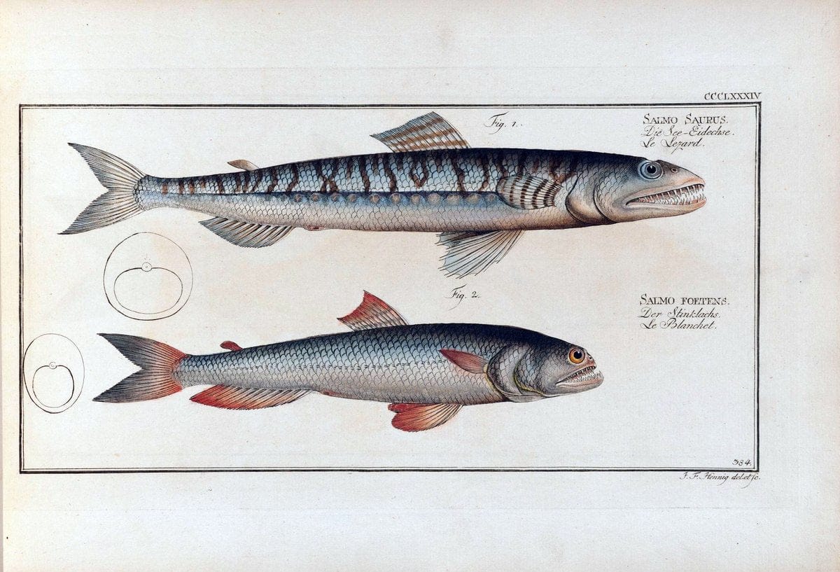 D. Marcus Elieser Bloch's, ausÃ¼benden Arztes zu Berlin .  Oeconomische Naturgeschichte der Fische Deutschlands . .Berlin :Auf Kosten des Verfassers | Vintage Print Reproduction 465718